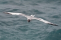 052 Swallow tailed gull 10